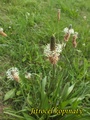 Jitrocel kopinatý  Plantago lanceolata.jpg