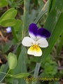 Violka trojbarevná  Viola tricolor.jpg